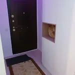 Myky Mouse Nu Primesc Santieristi Si Petrecareti